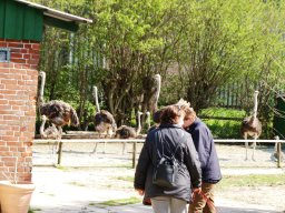 Privat &raquo; 2015 - Straußenfarm